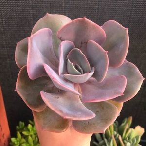 Dusty rose succulent